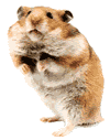 tros mimi